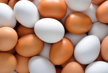 ابلاغ تعرفه واردات تخم مرغ خوراکی | بازرگانی بدراندیشان پارسیان